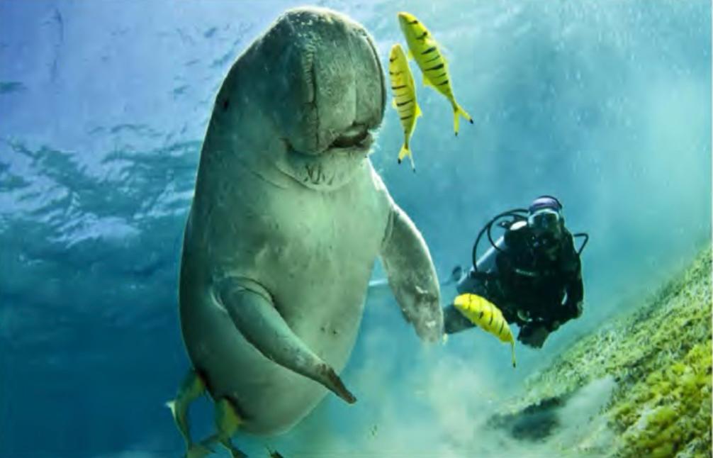 Snorkelling & Reef Exploration